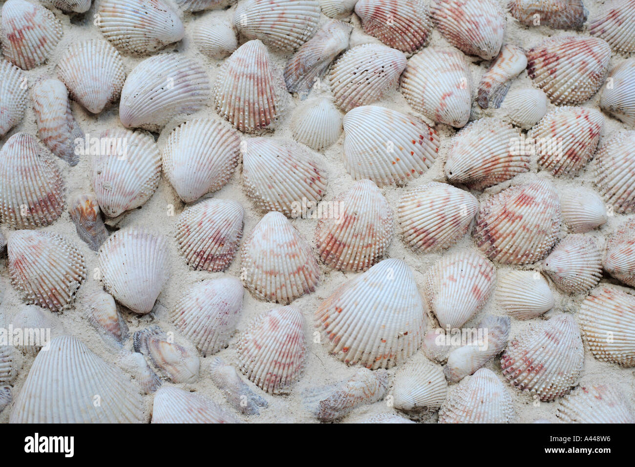 Sea shells form a pattern, used in Mexican Construction Stock Photo Alamy