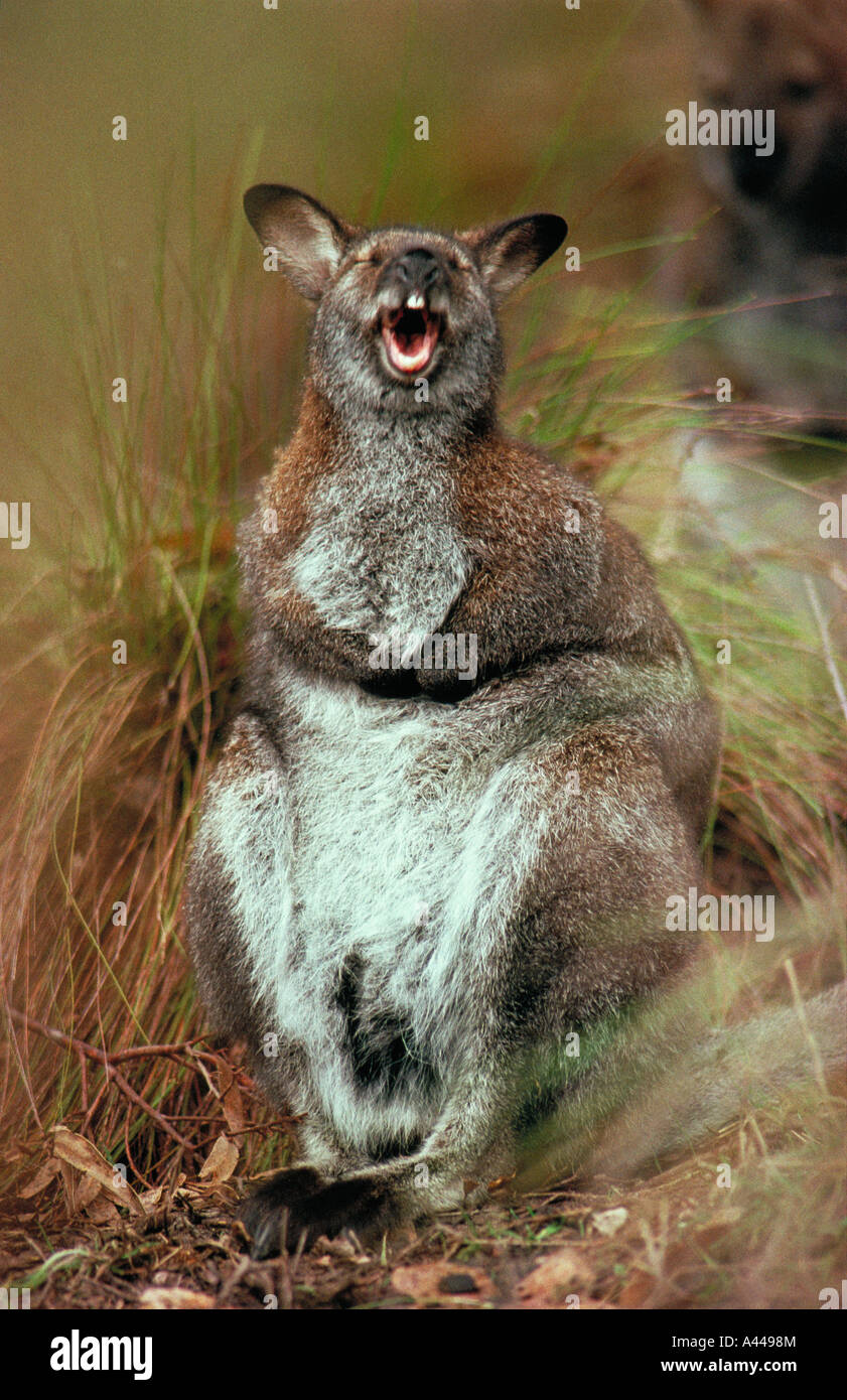 red-necked-wallaby-macropus-rufogriseus-australia-marsupial-laughing-A4498M.jpg