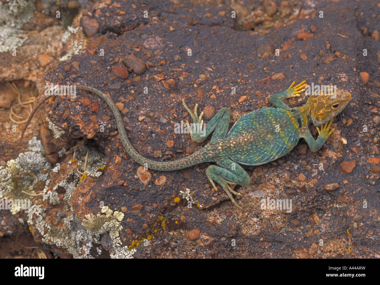 Sauria zoology hires stock photography and images Alamy