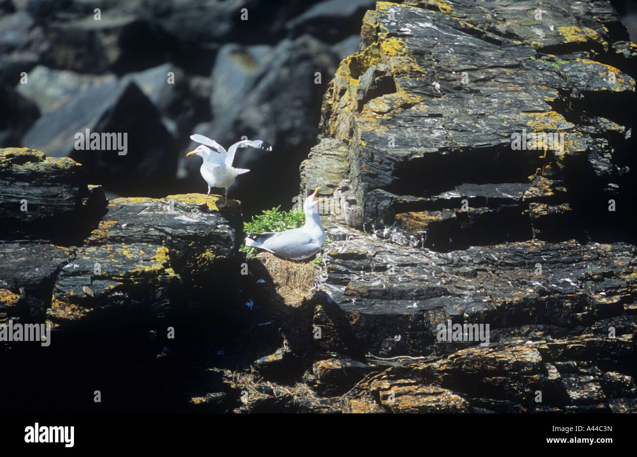 Herring gulls nesting with chicks on the sea cliffs near Lizard Point