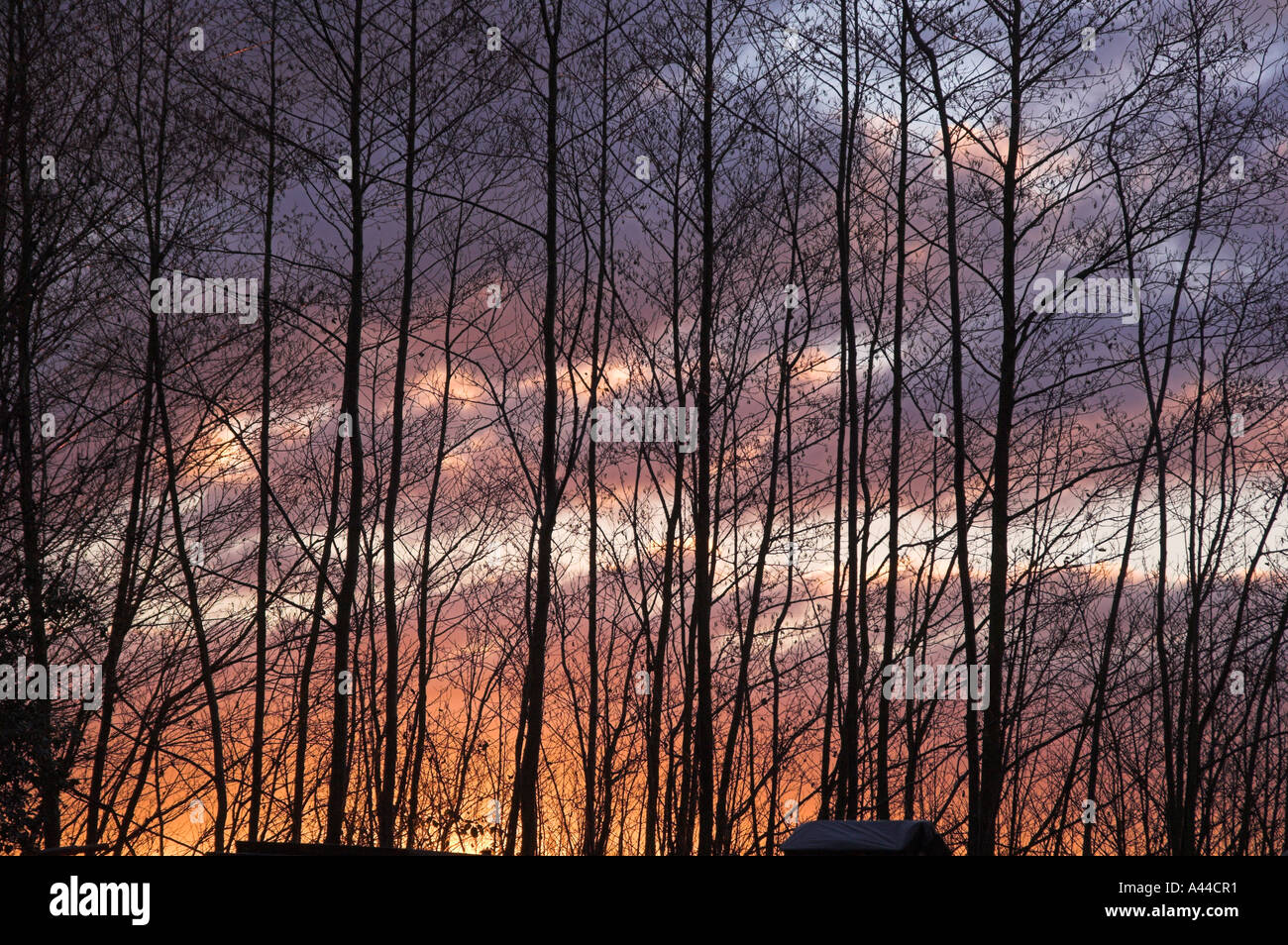 sunset through trees Stock Photo - Alamy