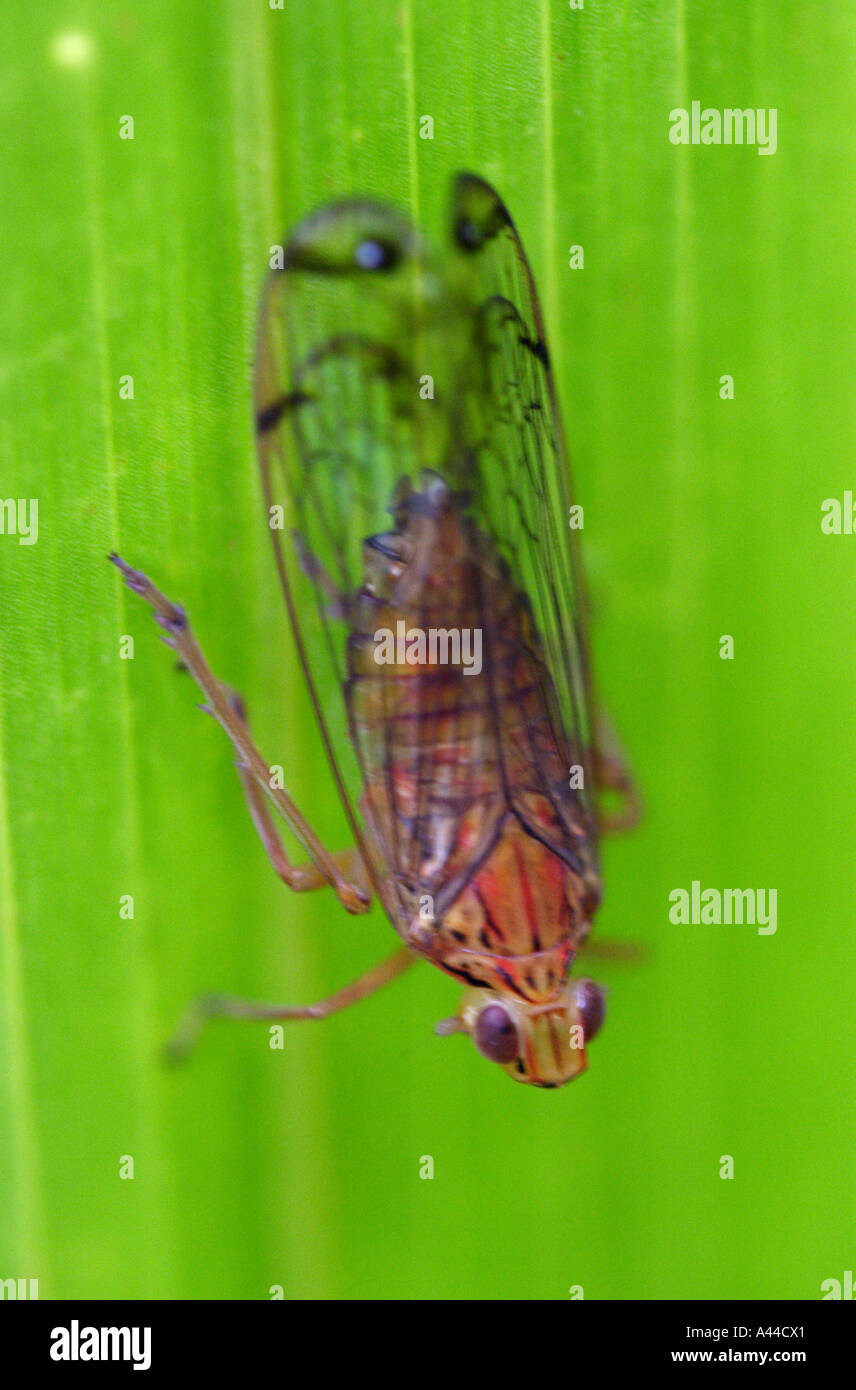 Vertical Insects Fly like insect vertical hi-res stock photography and images - Alamy