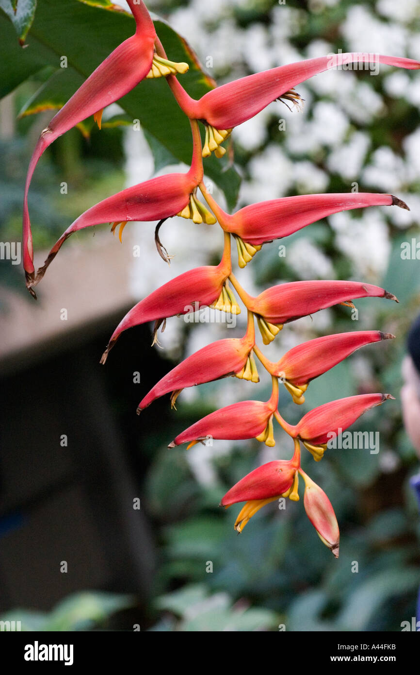 Flower of Heliconia collinsiana. Var. collinsiana Stock Photo - Alamy