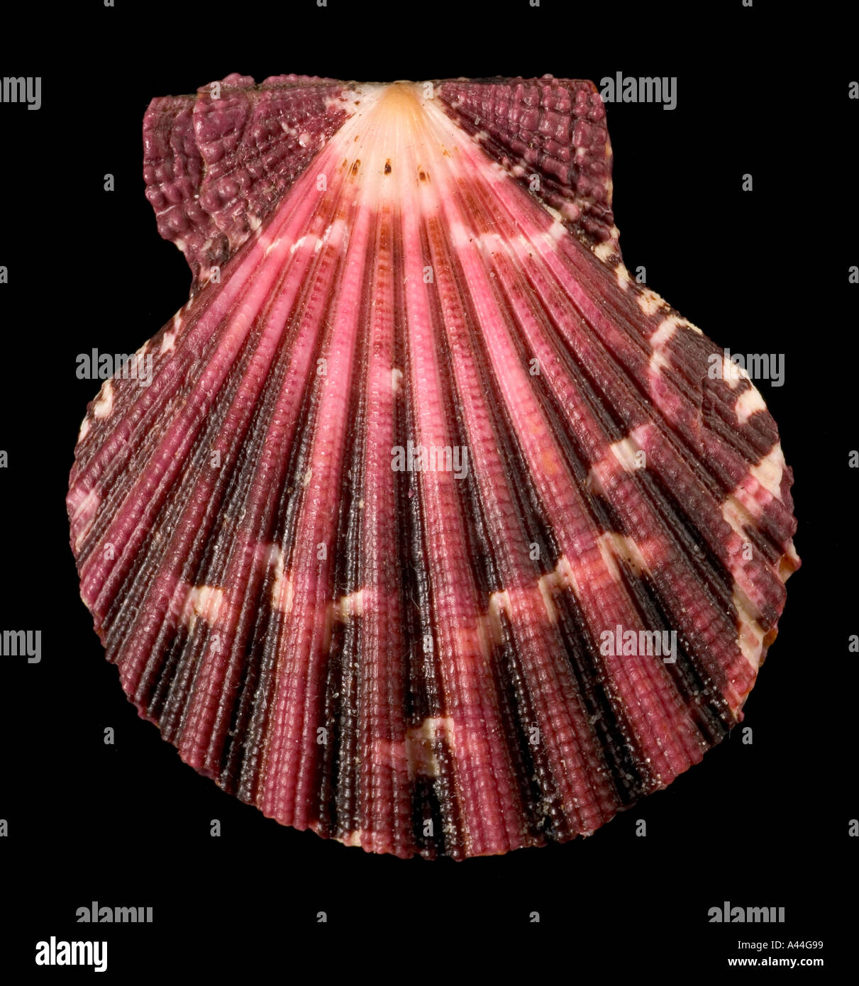 Royal cloak Scallop shell Stock Photo