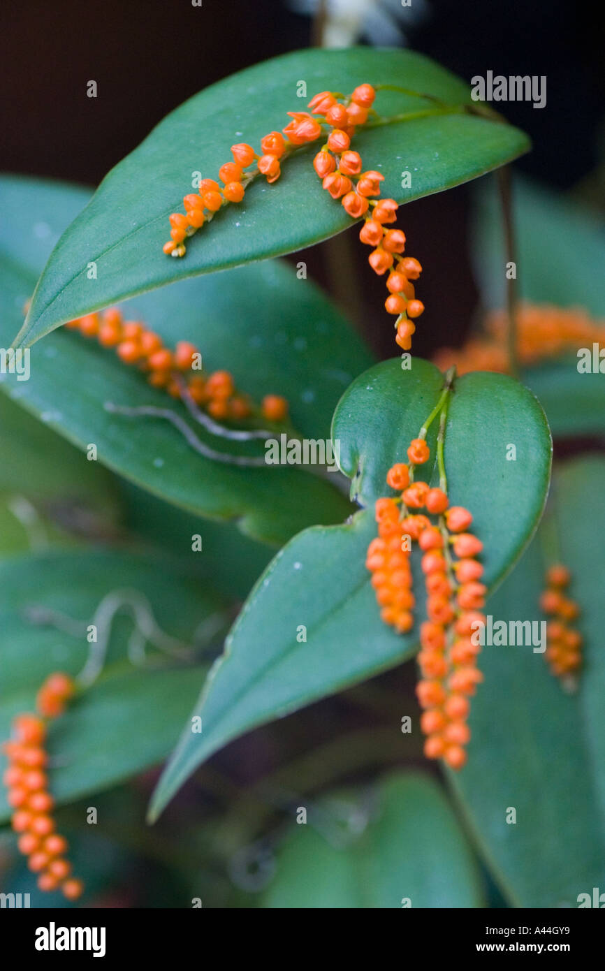 Orchid Pleurothallis truncata Stock Photo