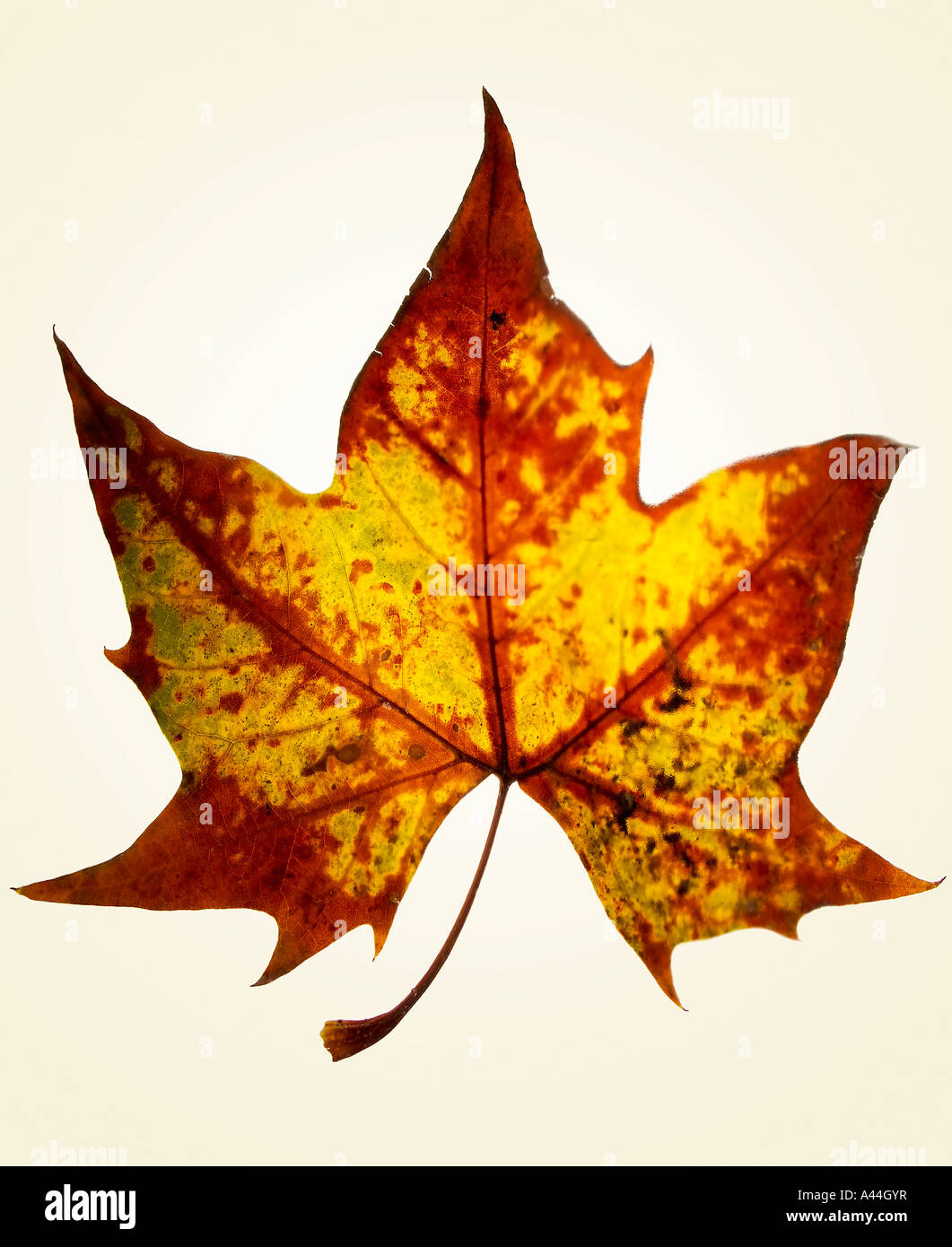 Maple tree leaf in line art style. Thanksgiving day, autumn season