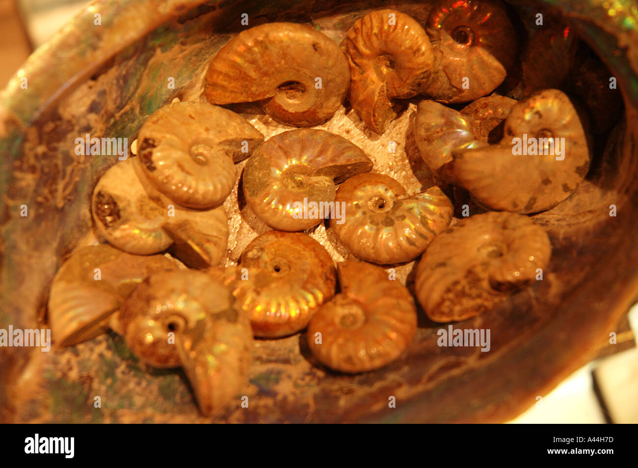 Opalized Ammonites from Queensland Australia in Abalone shell dsca 2061 Stock Photo