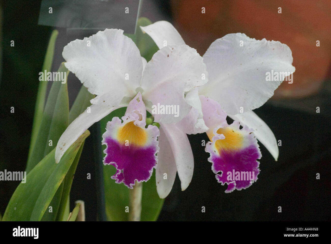 Orchids Cattleya chocoensis Stock Photo