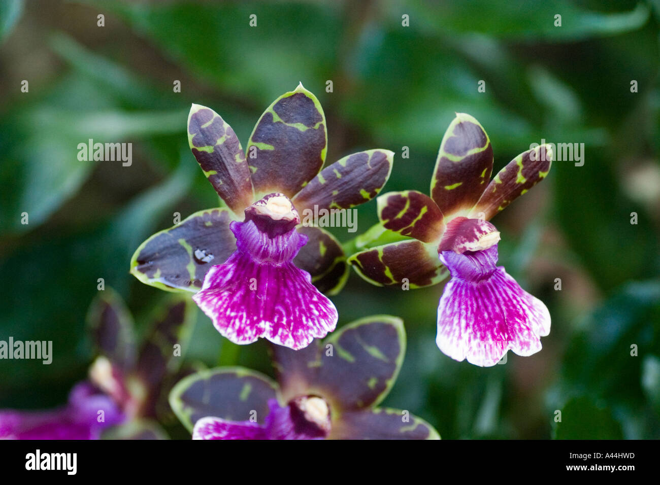 Orchid Zygopetalum Stock Photo