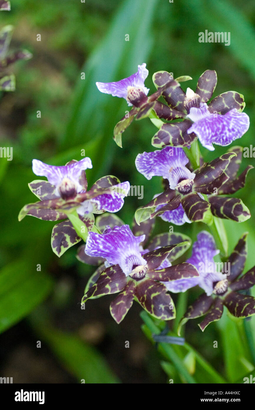 Orchid Zygopetalum louisendorf Stock Photo Alamy
