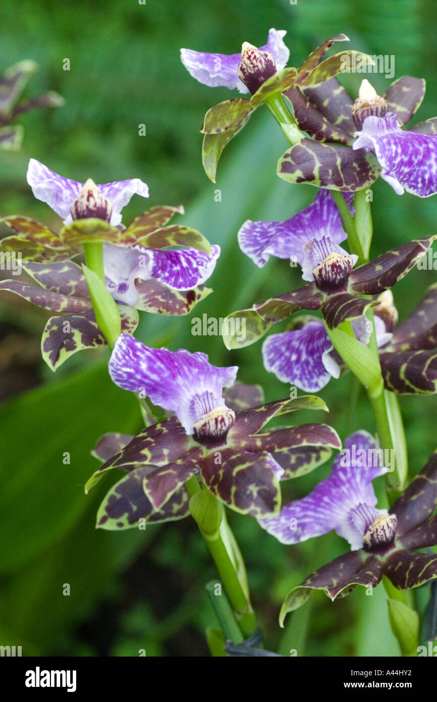 Orchid Zygopetalum louisendorf Stock Photo