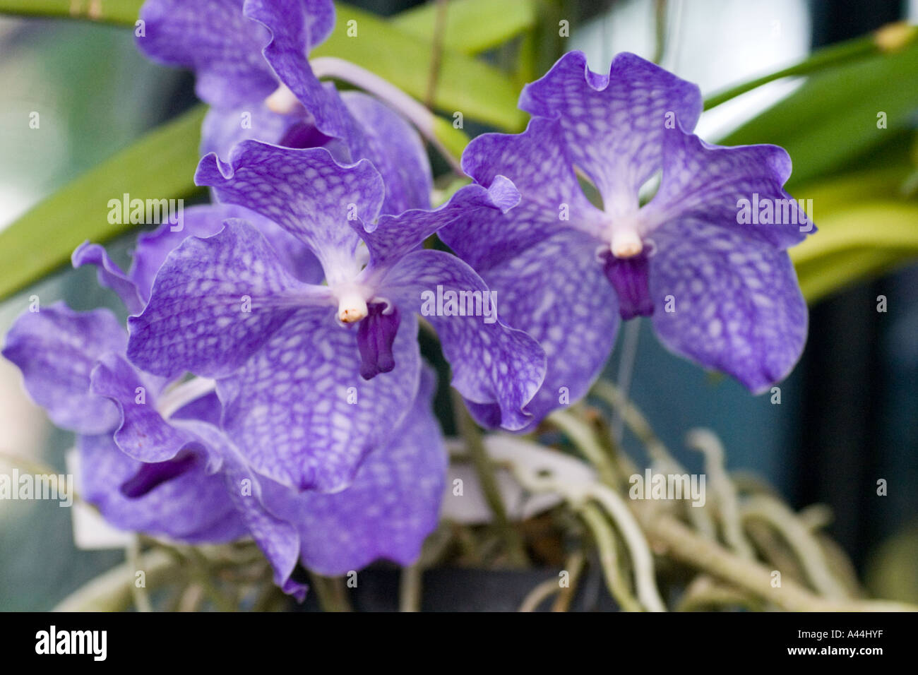 Orchid Vanda hybrid Stock Photo