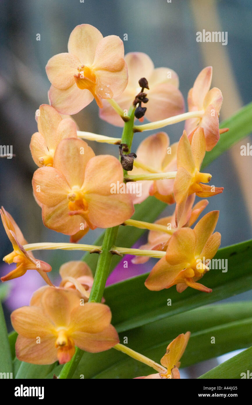 Delicate orchids hi-res stock photography and images - Alamy