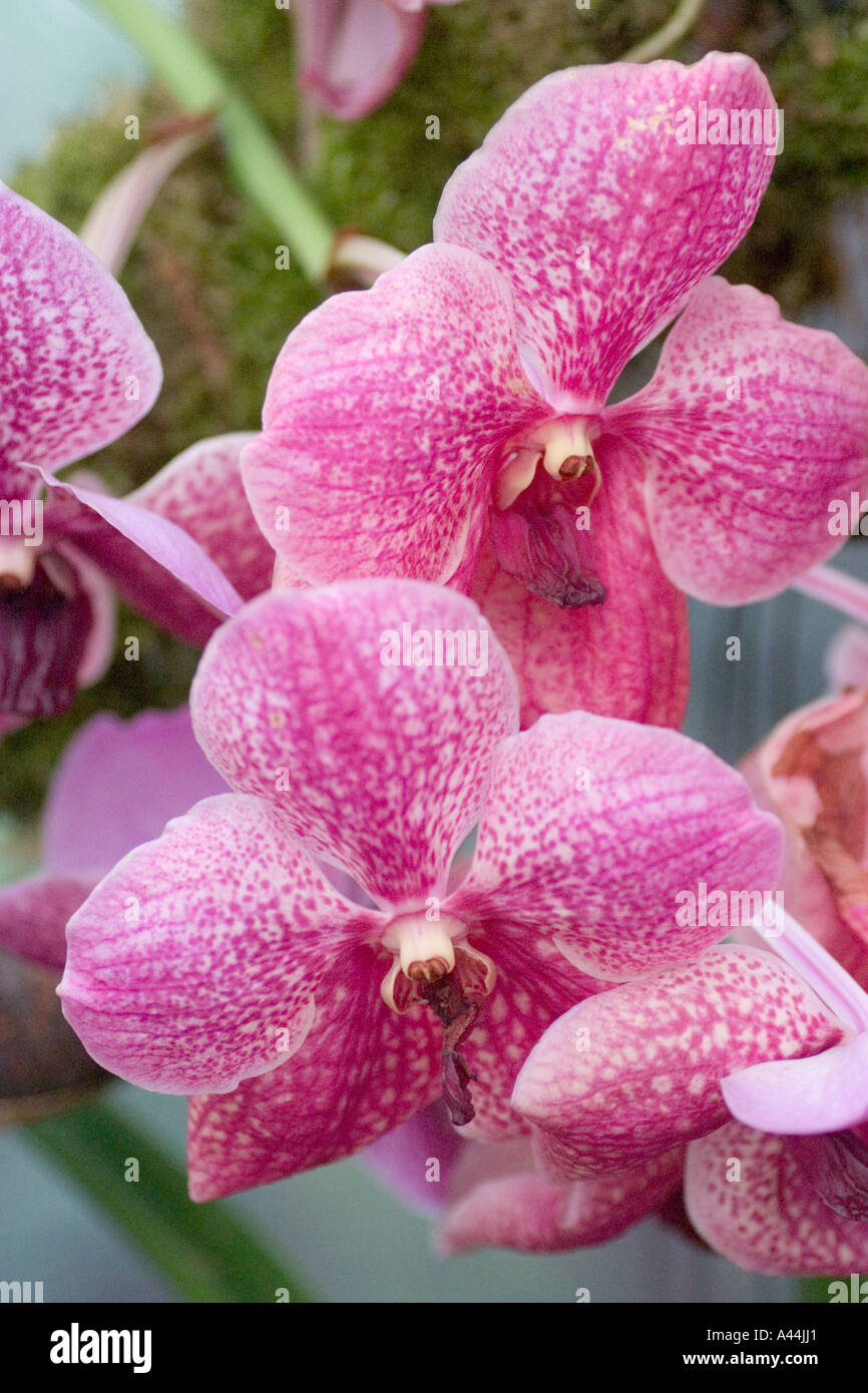 Orchid Vanda Hybrid Stock Photo
