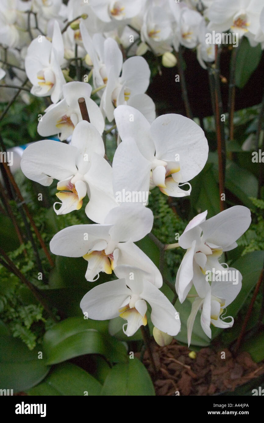 Display of orchids at Kew Orchid Festival - white Phalaenopsis orchids Stock Photo