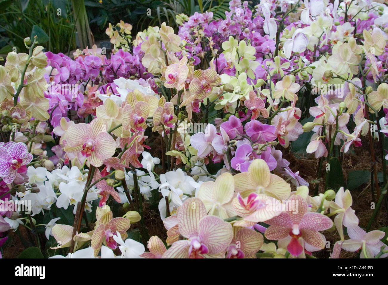 Display of orchids at Kew Orchid Festival Stock Photo