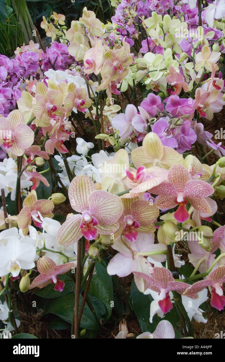 Display of orchids at Kew Orchid Festival Stock Photo