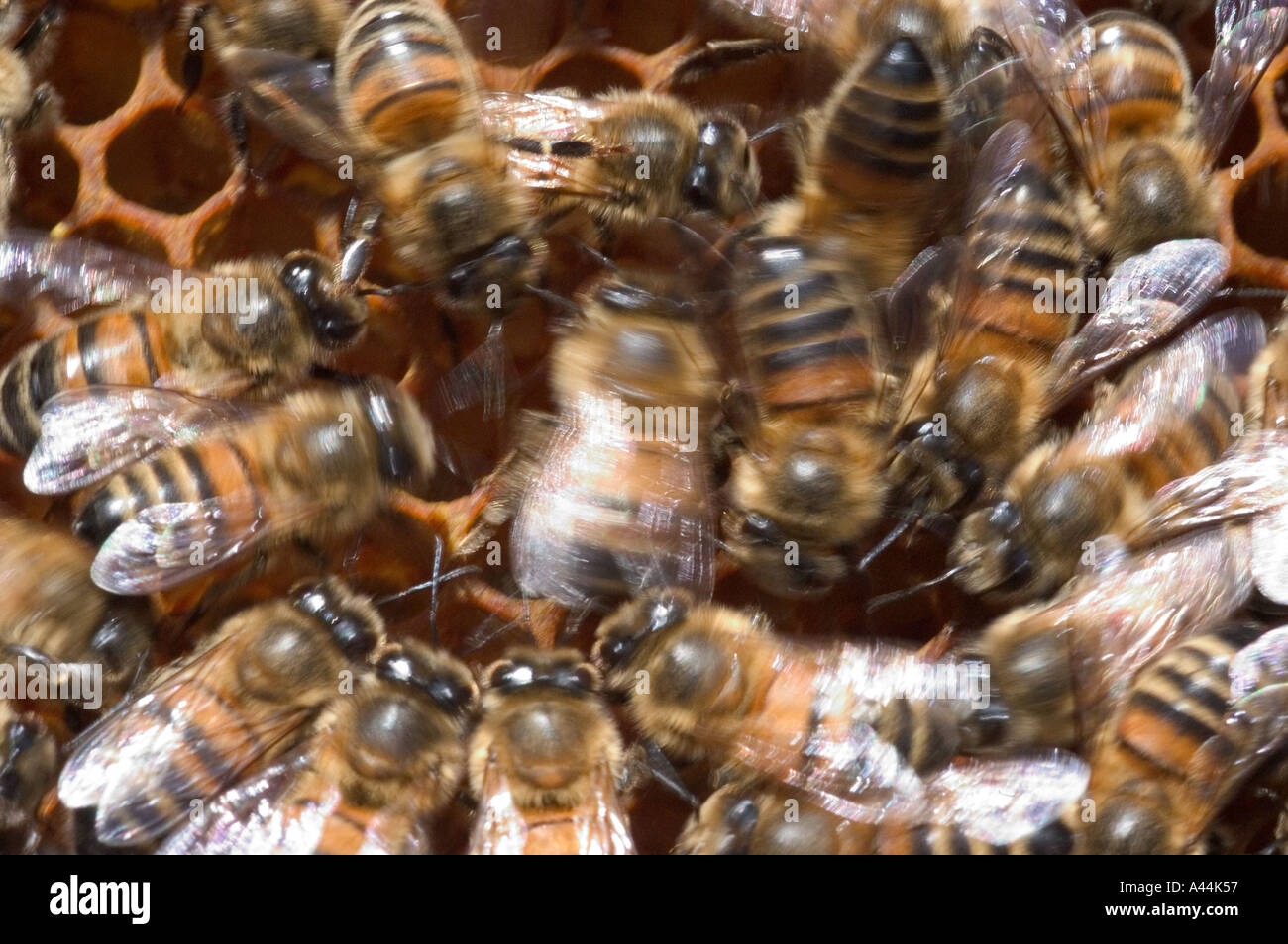 honey bee in hive doing waggle dance communication Stock Photo