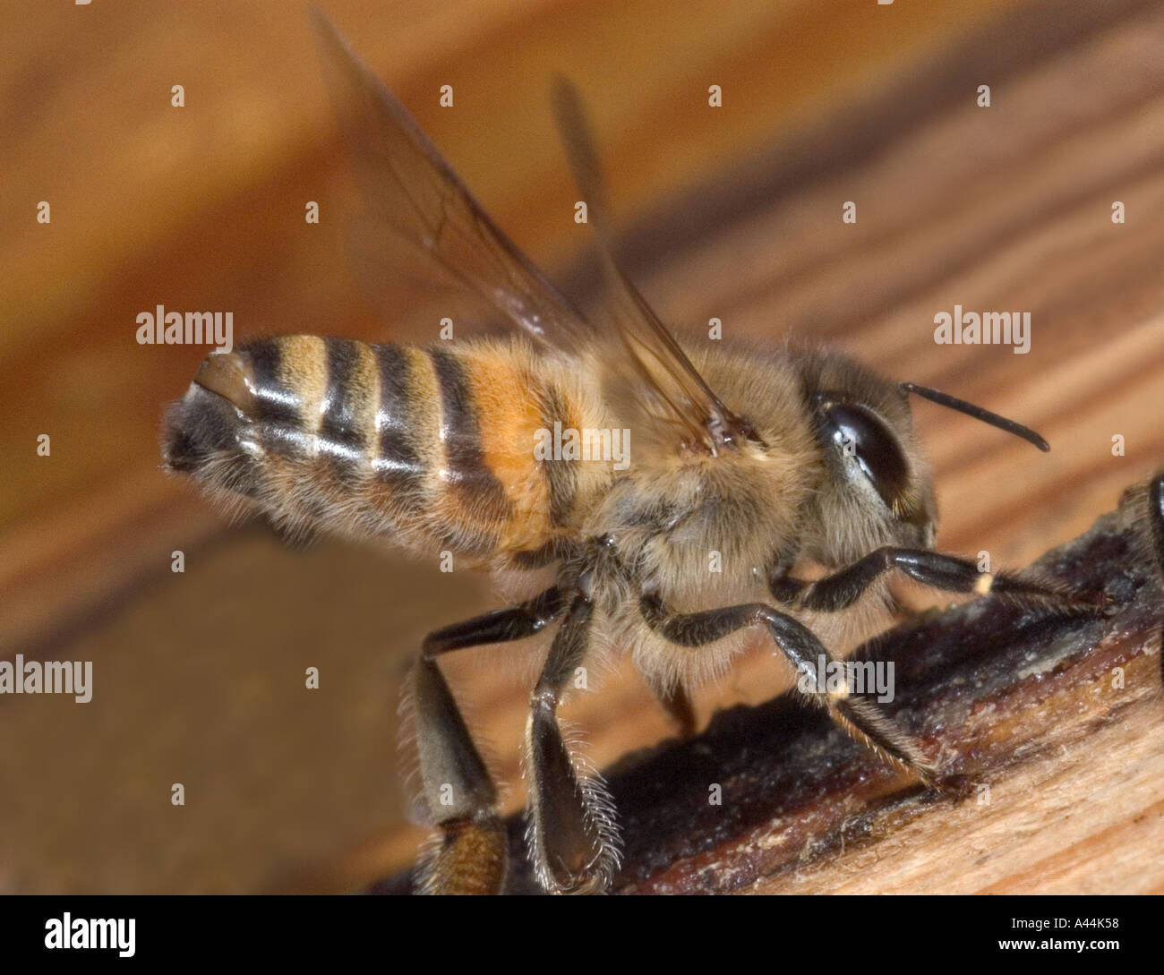 honey bee releasing Nasanov gland pheromone Stock Photo