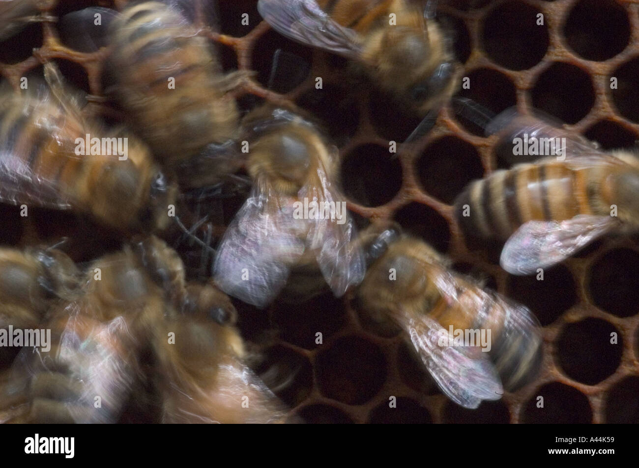 honey bee in hive doing waggle dance communication Stock Photo