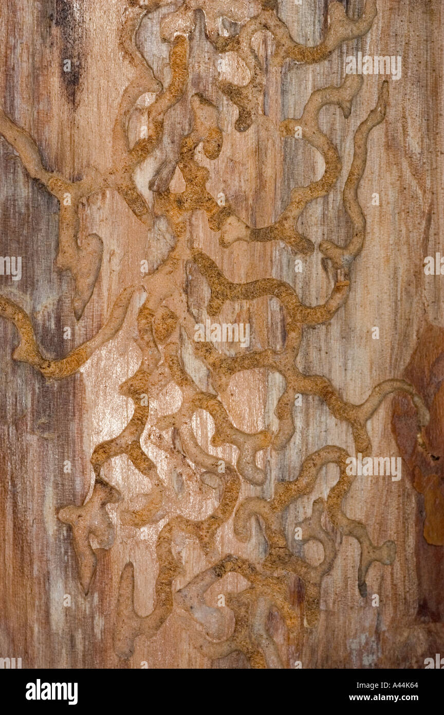 bark beetle galleries bored in wood Stock Photo