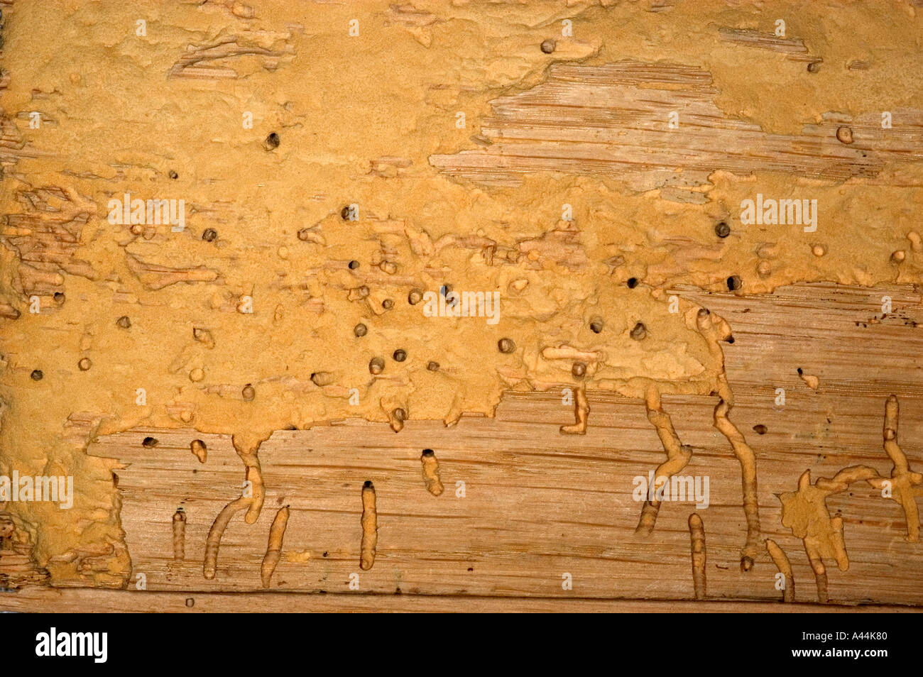 Lyctus powder post beetle borings under tree bark Stock Photo 3568511