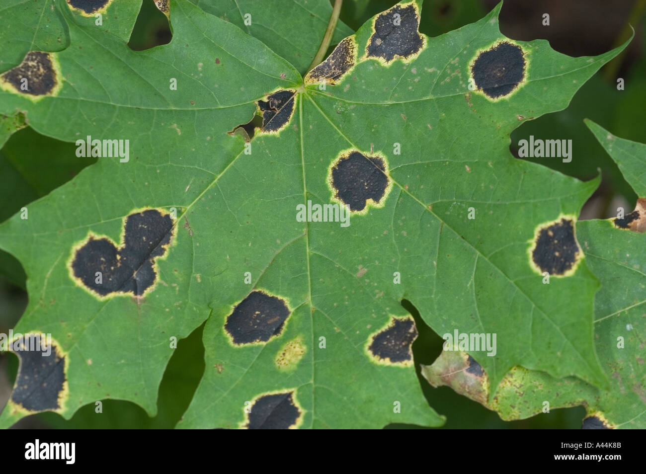 Rhytisma Acerinum Maple Tar Spot Disease Stock Photo Alamy