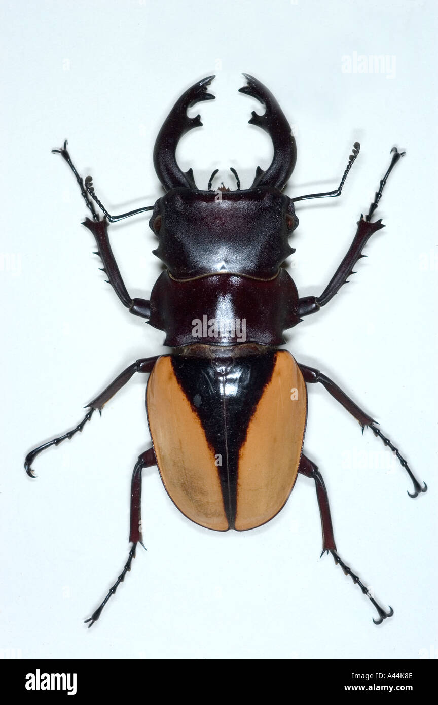 Odontolabis hi-res stock photography and images - Alamy