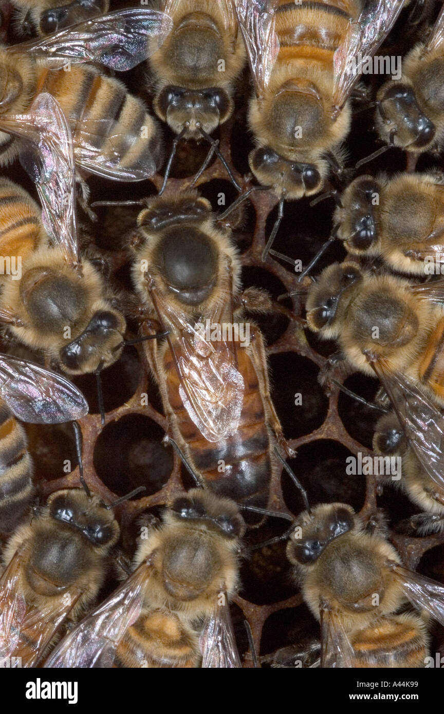 queen honey bee Apis mellifera Stock Photo