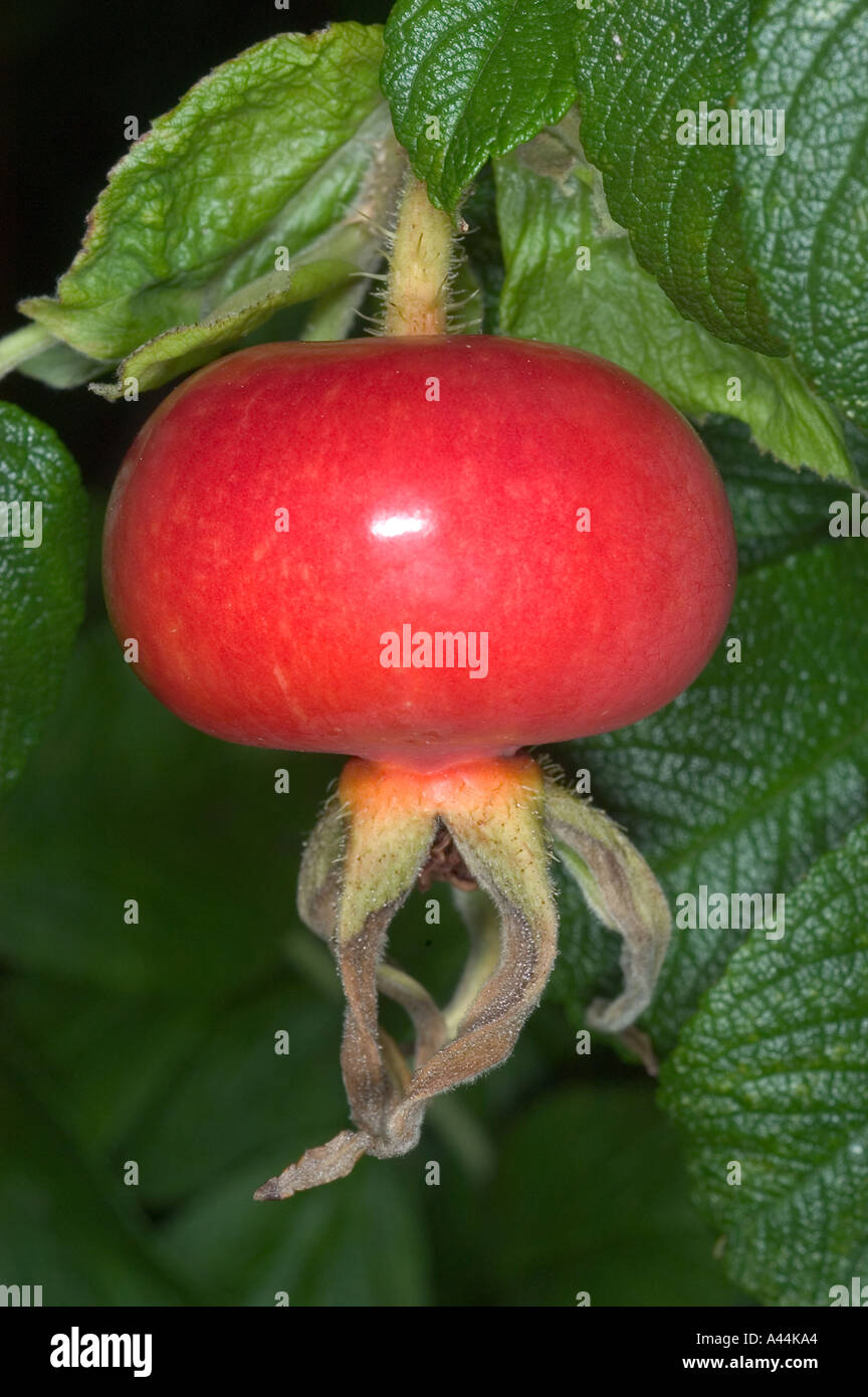 Flower rose hips hip hi-res stock photography and images - Alamy