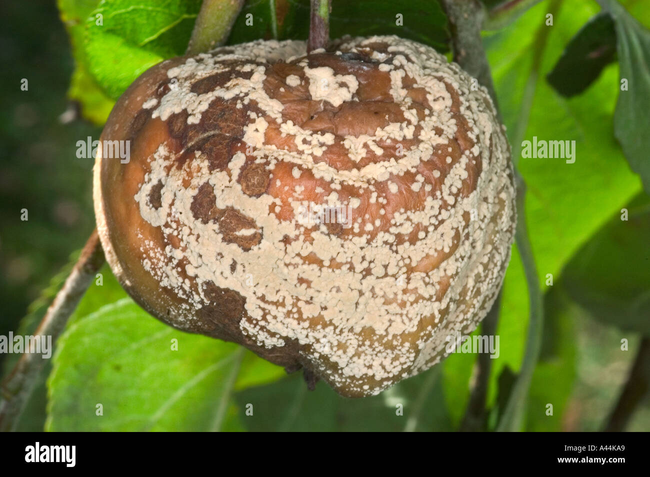 blighted brown rot fungus on apple fruit Sweden Stock Photo Alamy