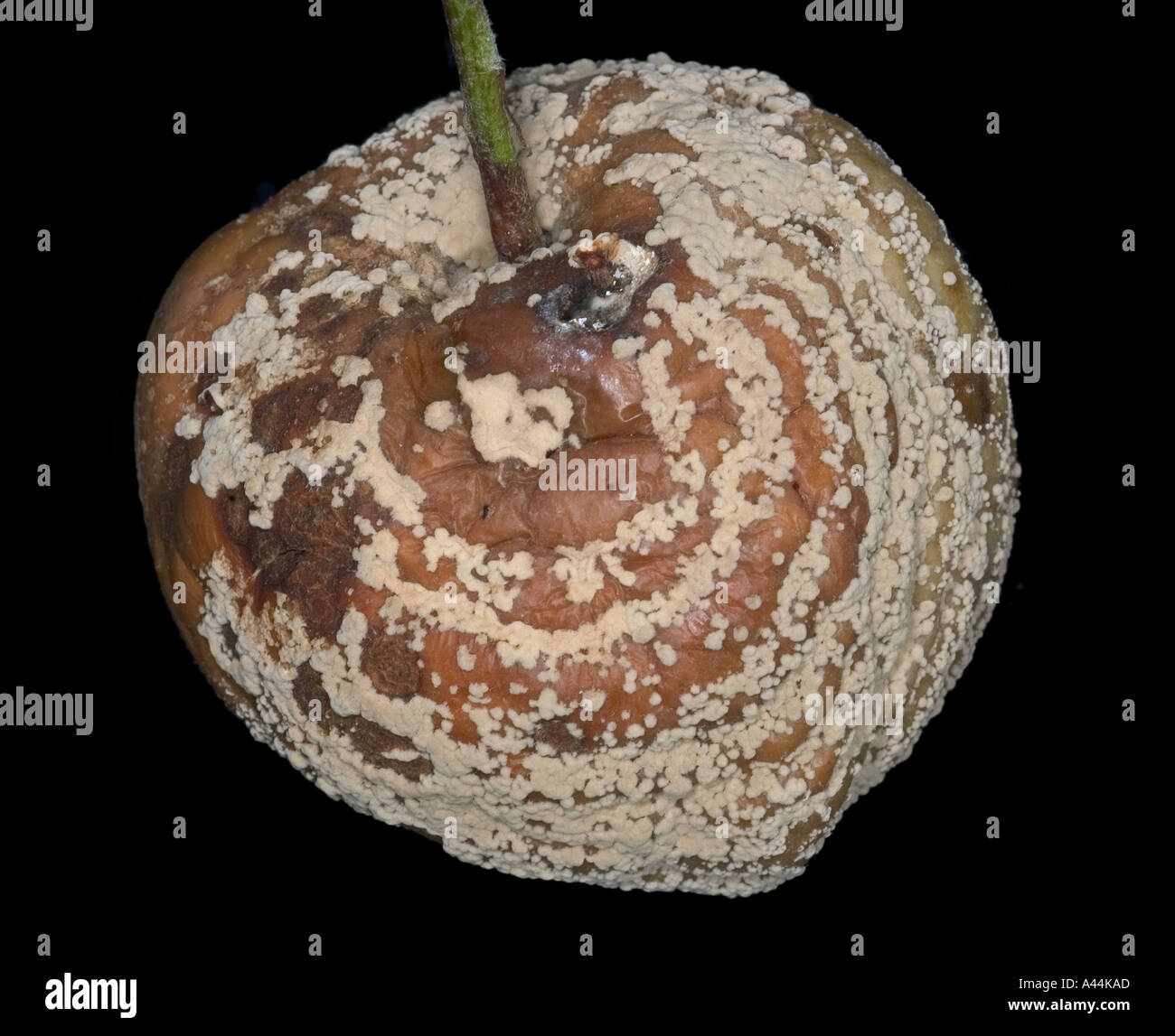 blighted brown rot fungus on apple fruit Sweden Stock Photo