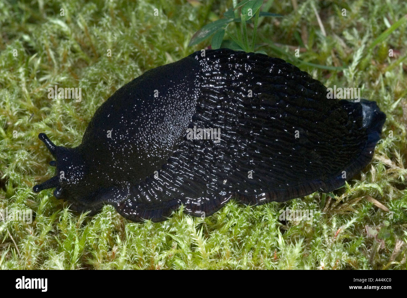 Slug eating strawberry hi-res stock photography and images - Alamy