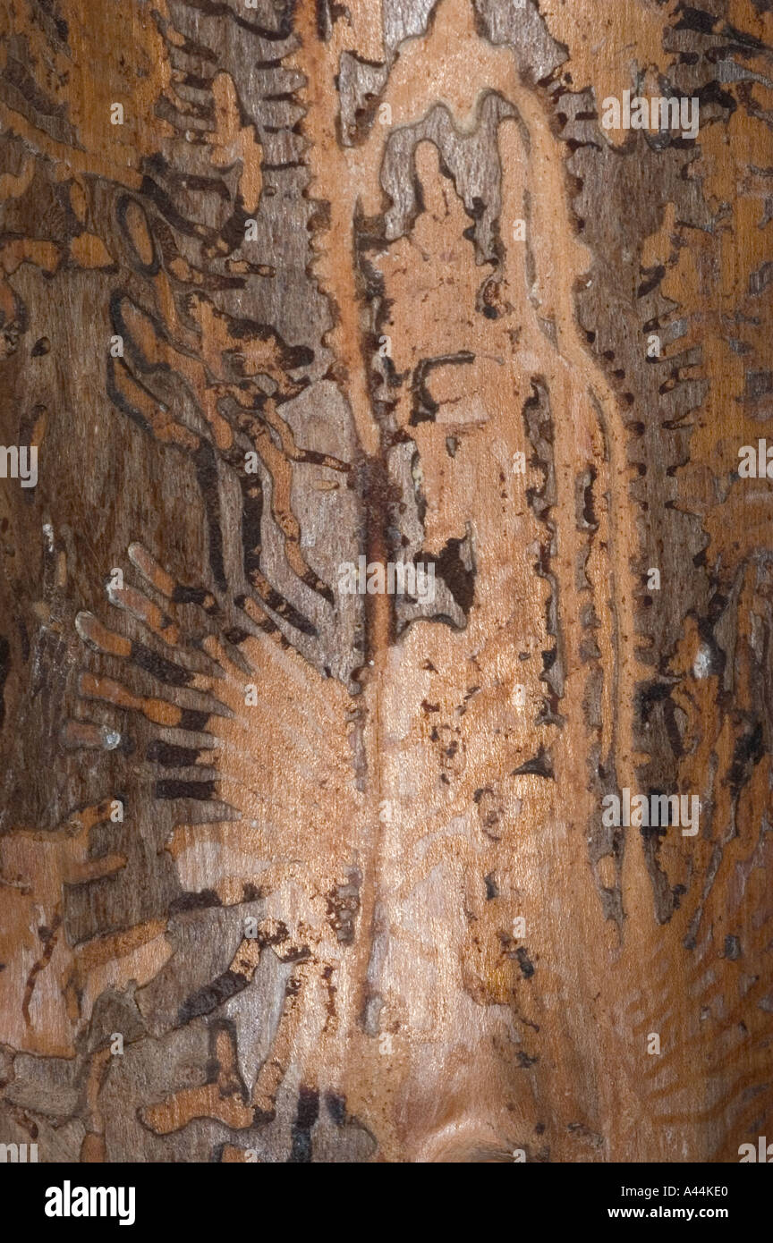 bark beetle borings Stock Photo