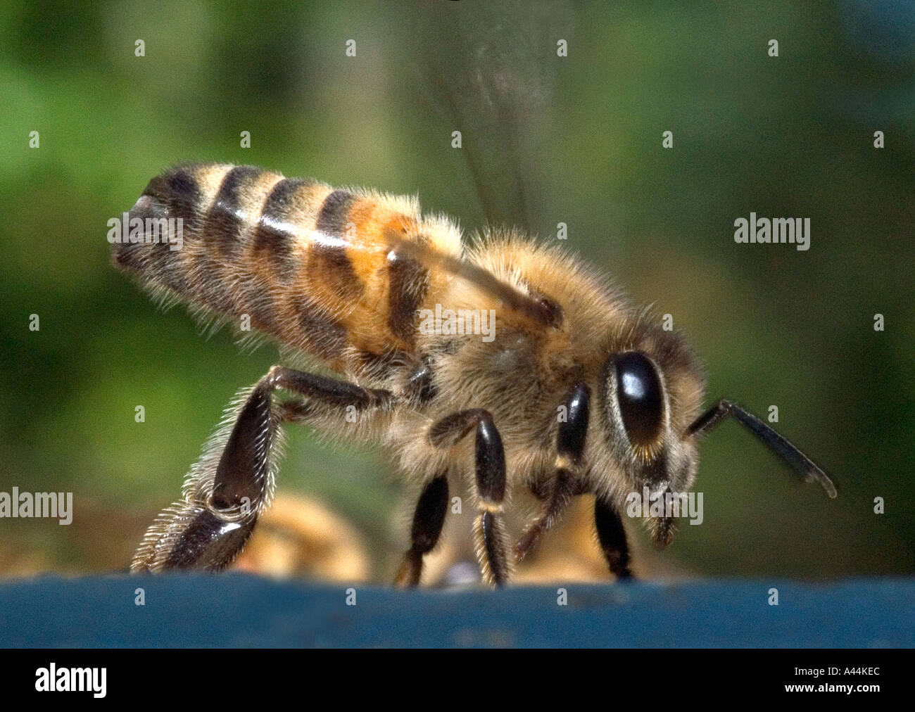honey bee Nasanov fanning pheromone Stock Photo