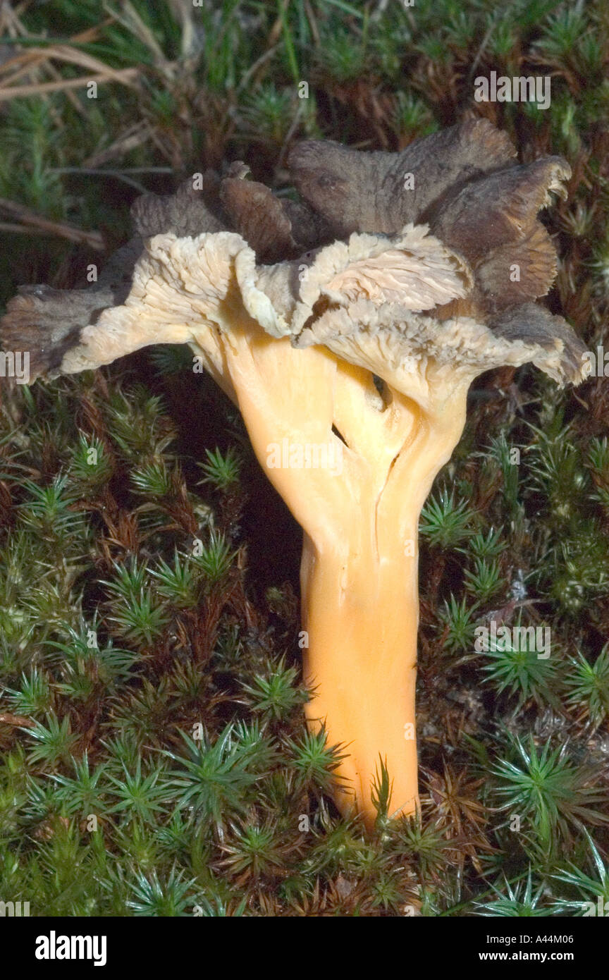 chanterelle mushroom Stock Photo