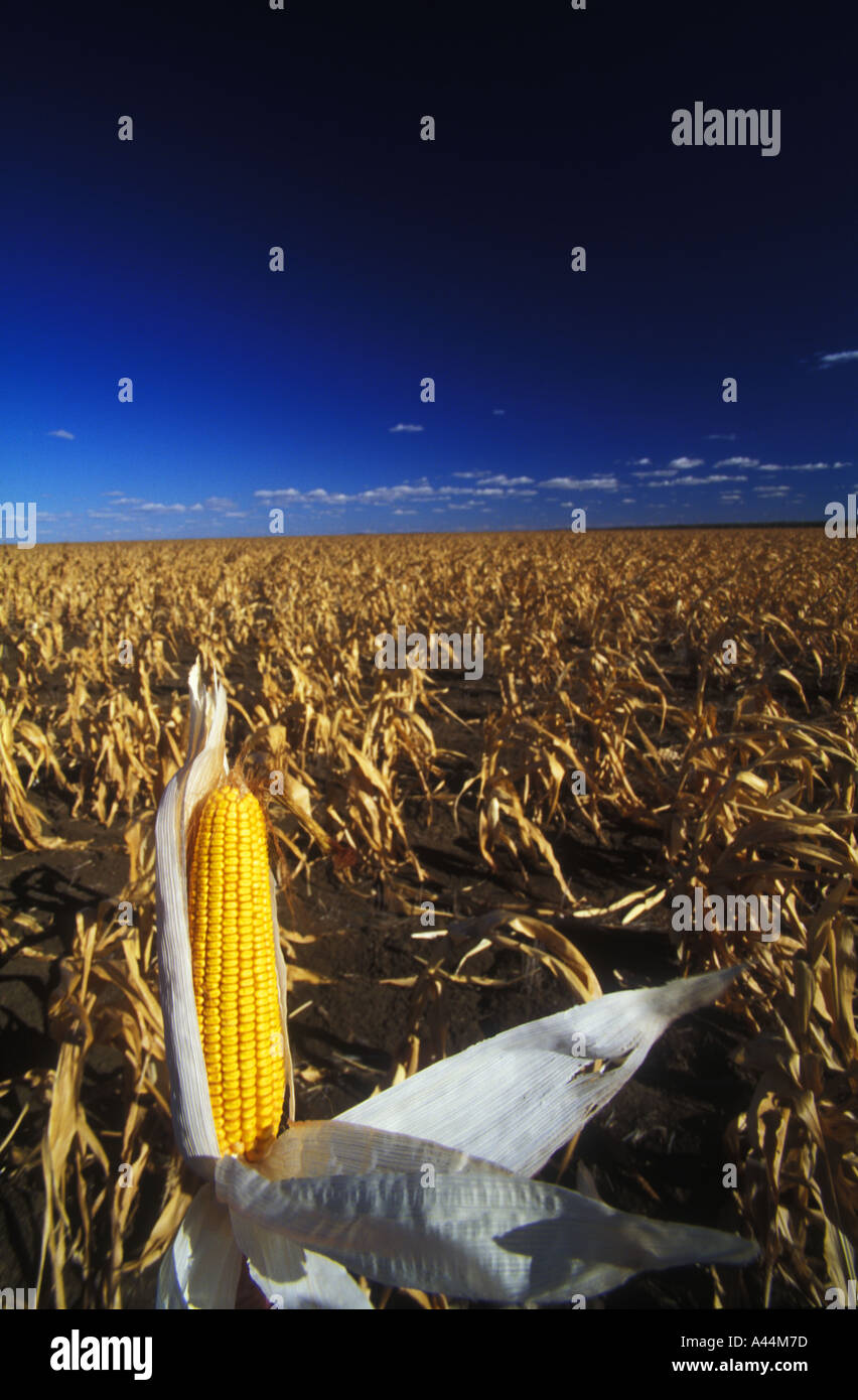 Failed Crop Of Maize During Drought Sip 3583 Stock Photo Alamy