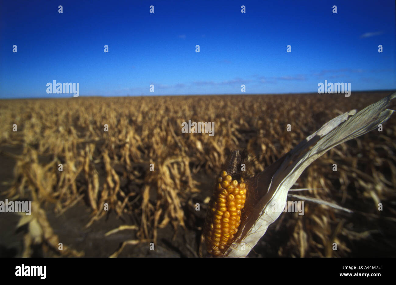 Failed Maize Crop Hi Res Stock Photography And Images Alamy