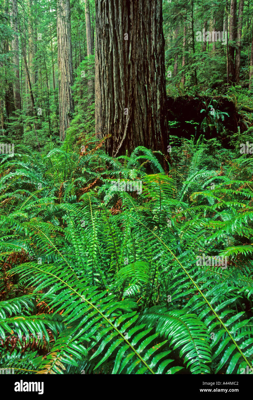Old growth Redwood Forest Sequoia sempervirens Prarie Creek Redwoods State Park California USA Stock Photo