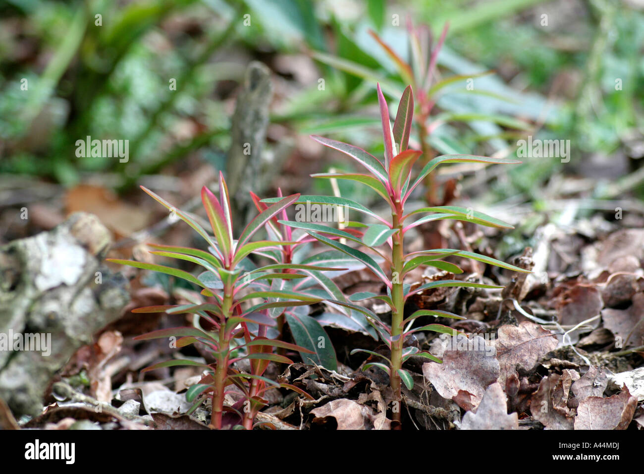 Euphorbia sikkimensis new shoots late January Stock Photo