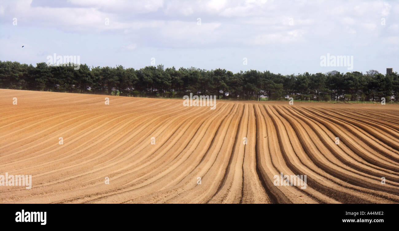 Potato furrows in sandy soil Suffolk Sandlings England Stock Photo