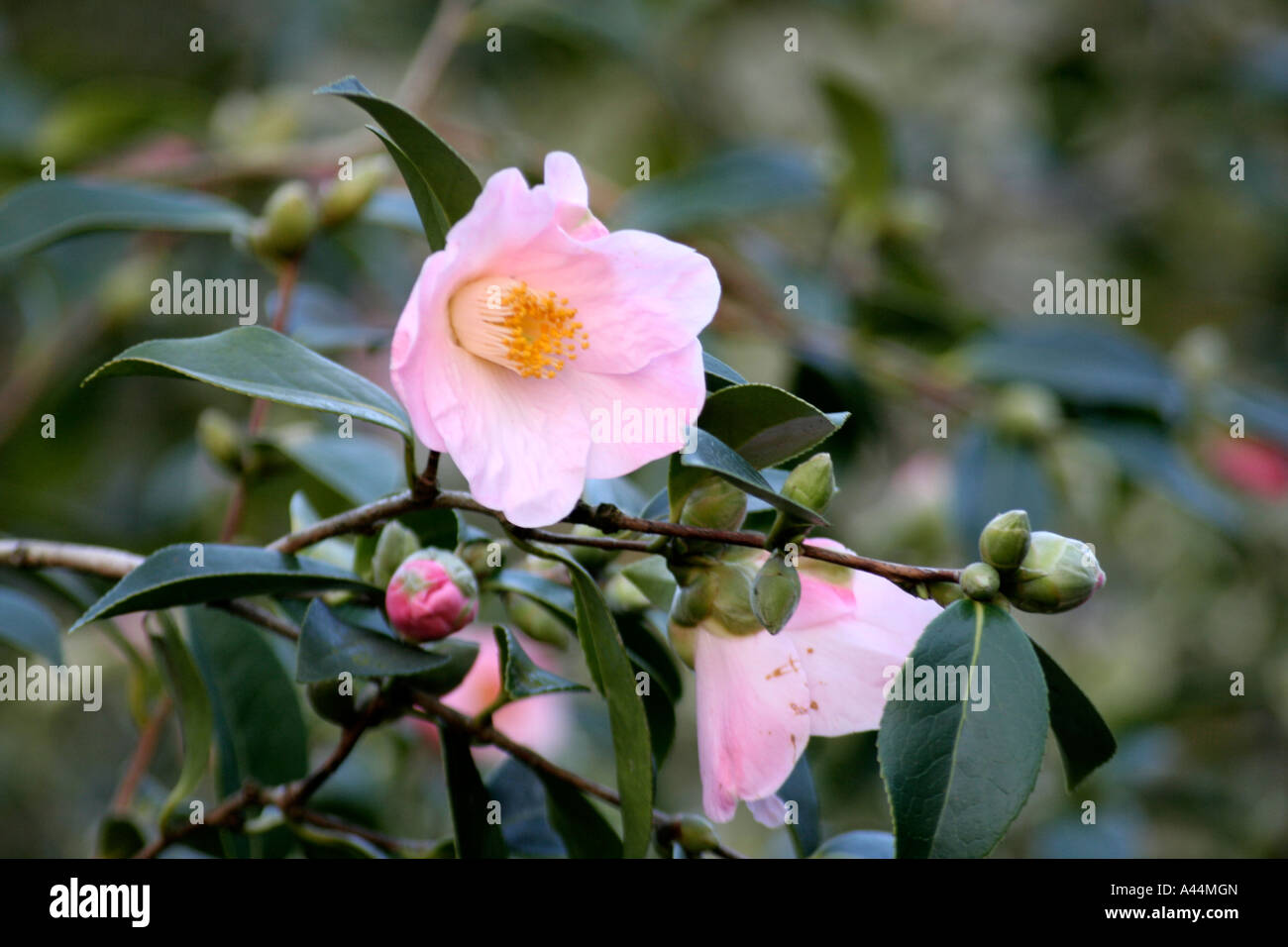 Camellia x williamsii J C Williams Stock Photo - Alamy