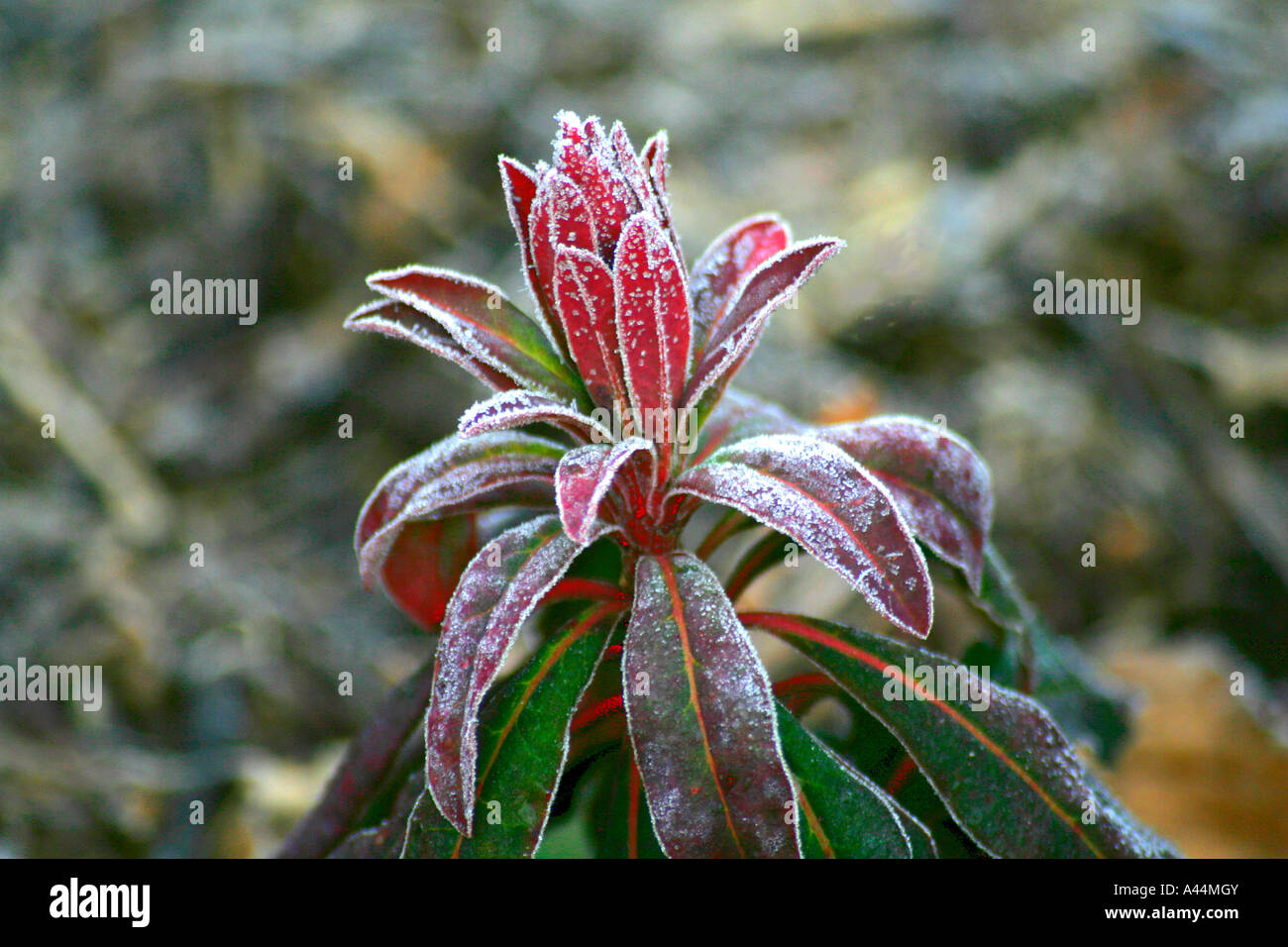 Euphotbia amygdaloides purpurea seedling plant with frost Stock Photo