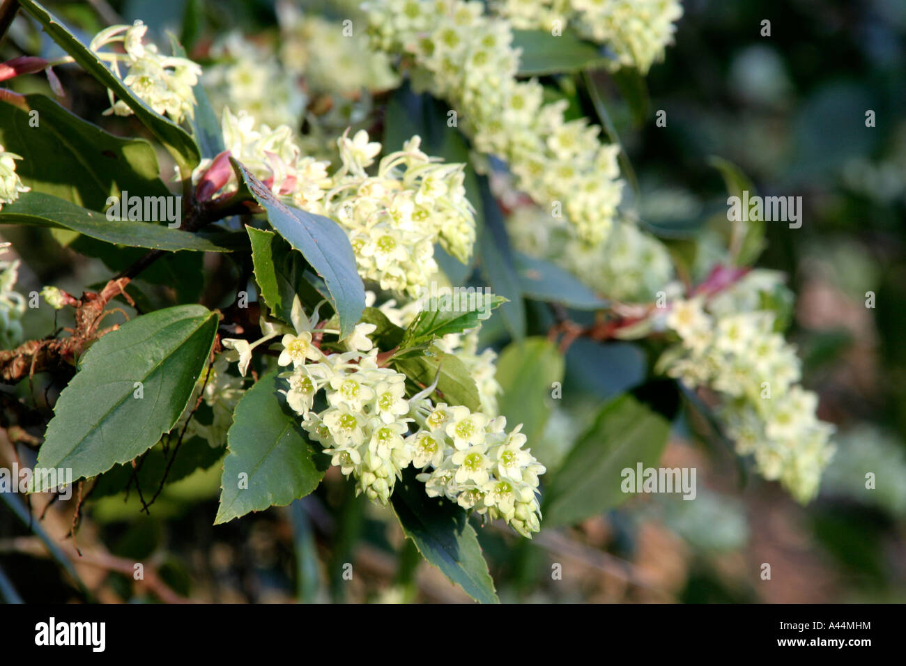 Ribes laurifolium flower early February Stock Photo