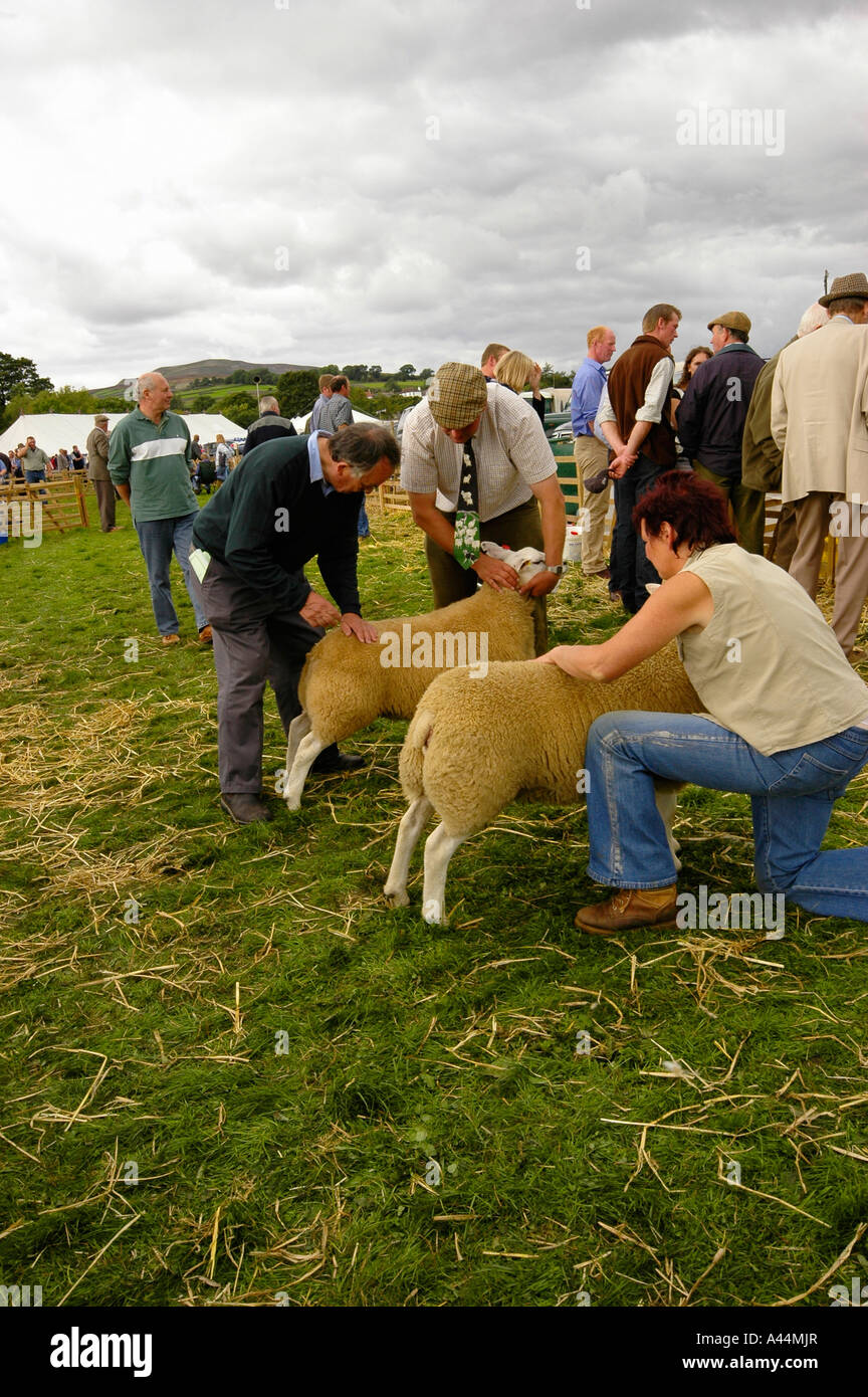 Sheep Show Stack Show sheep judging showing hi-res stock photography and images - Alamy