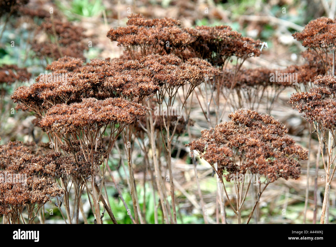 Sedum Herbstfreude gives great structure and interest all winter long taken 7 Feb Stock Photo