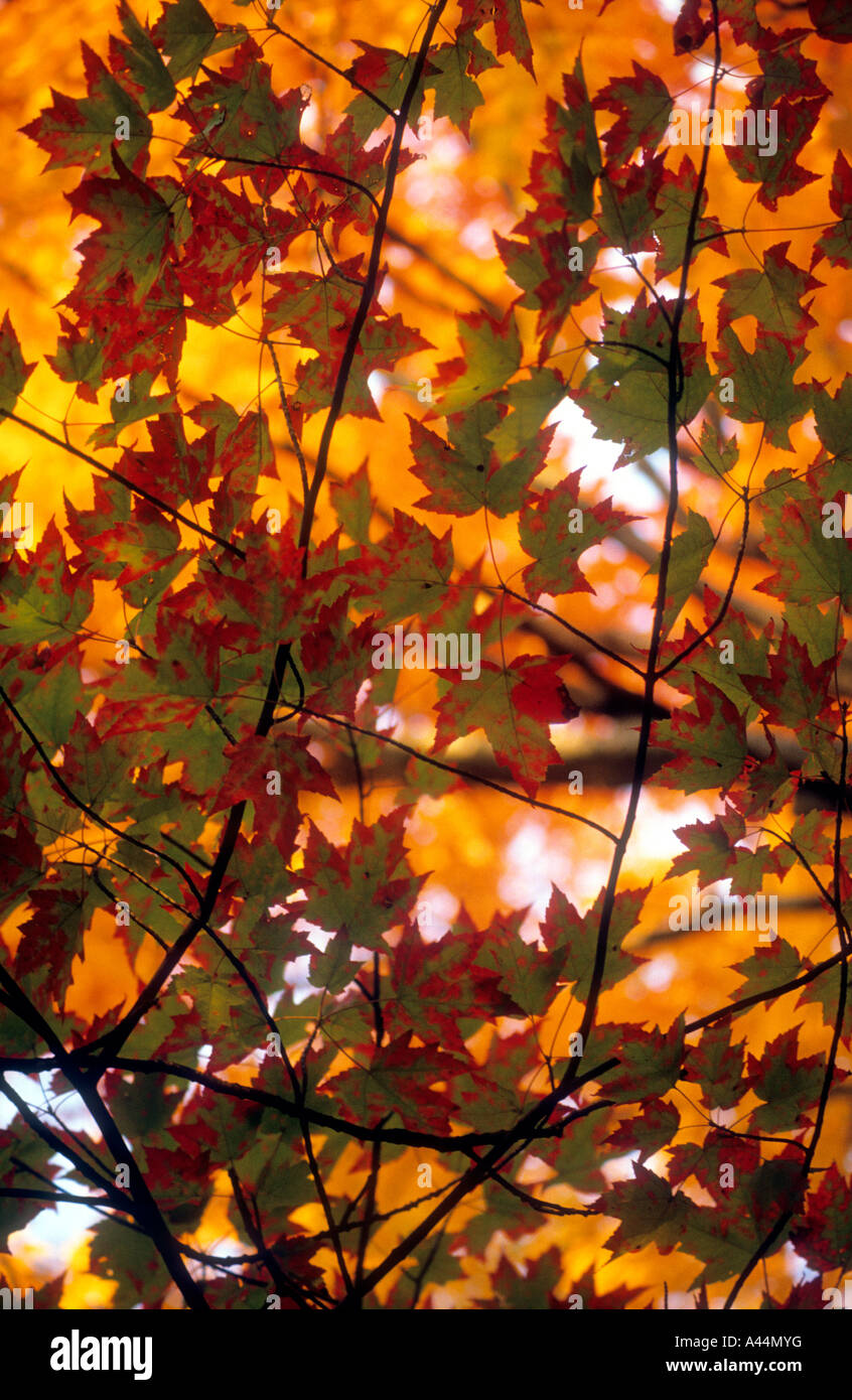 Coloured maple leaves hi-res stock photography and images - Alamy