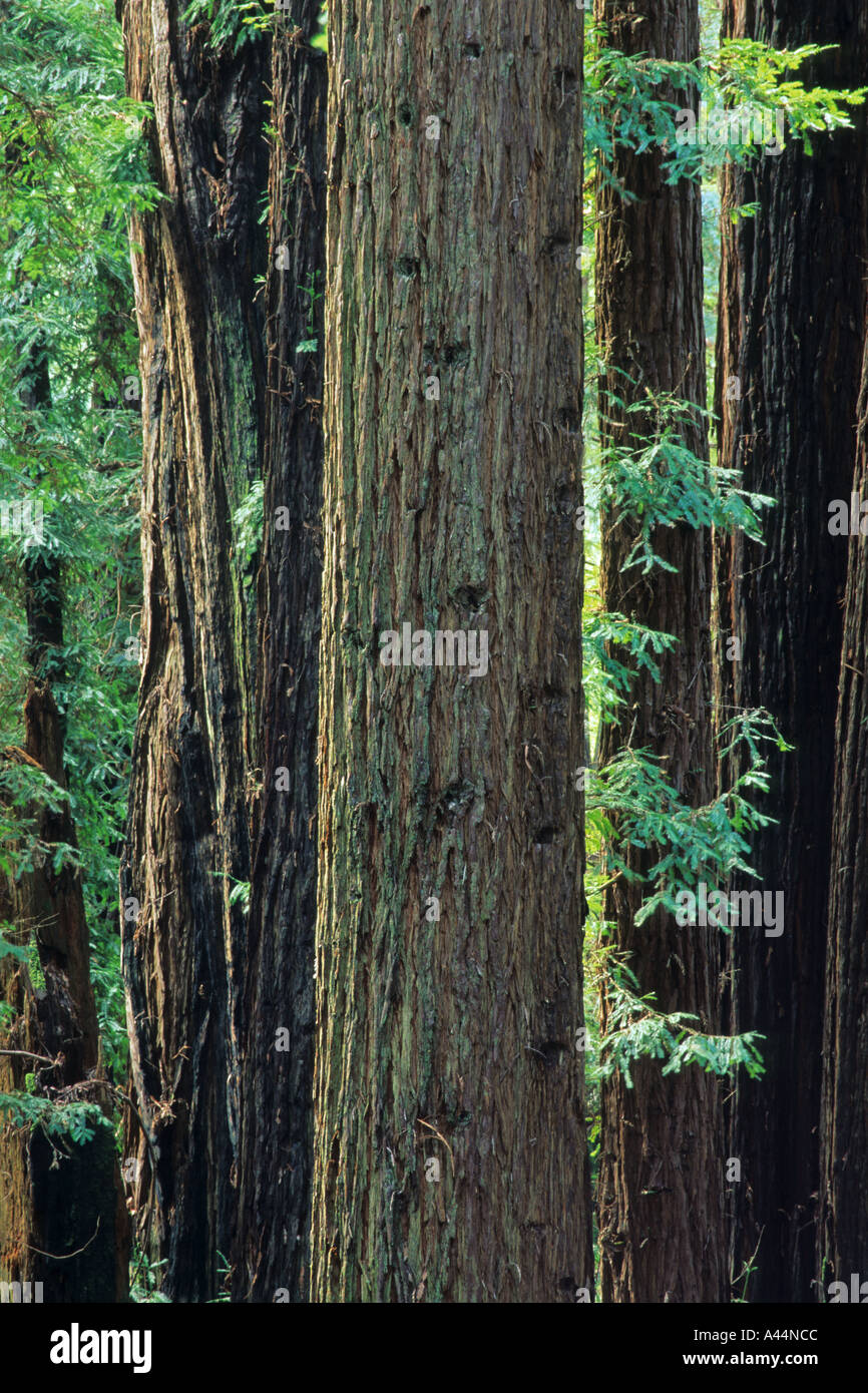 Redwoods Sequoia sempervirens in Navarro River Redwoods State Park California USA Stock Photo