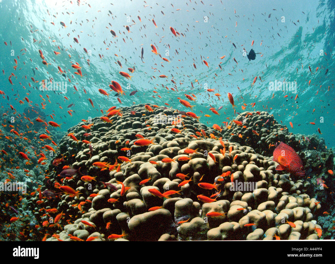 schooling goldfish in the Red Sea Stock Photo Alamy