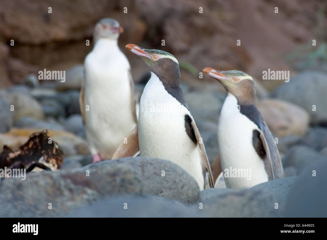 Three yellow eyed penguins prepare to climb up to their nests after